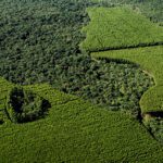 Area Florestal Suzano 2