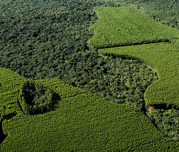 Area Florestal Suzano 2