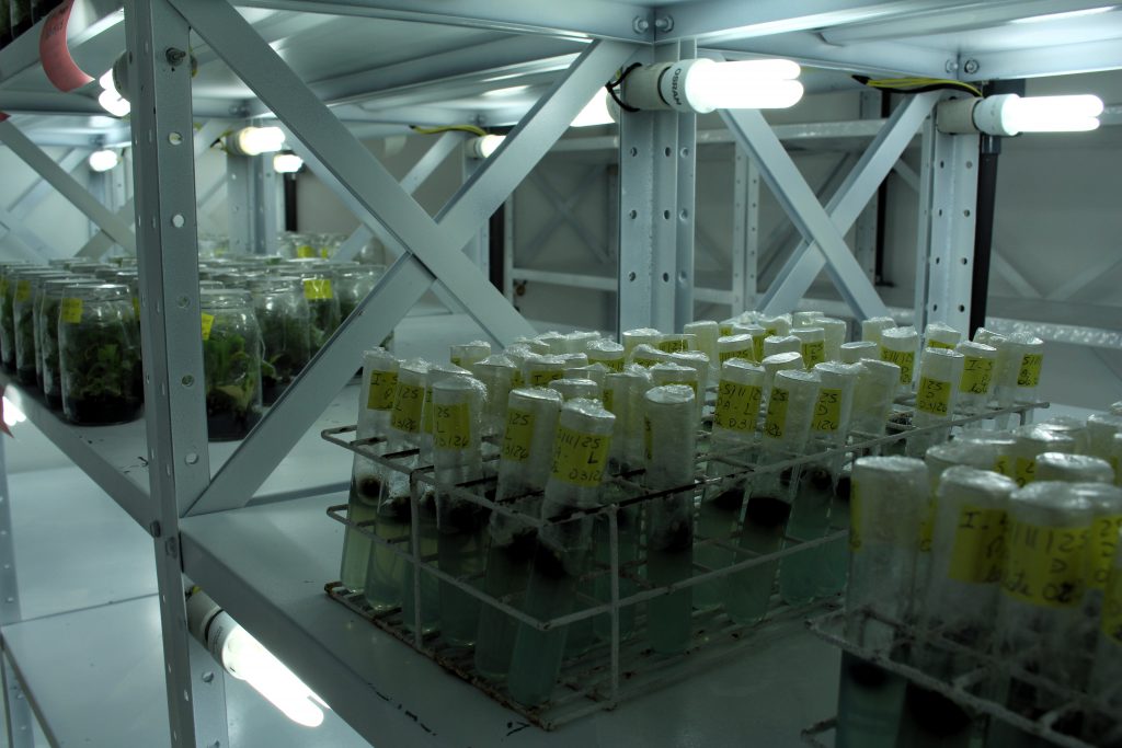 Conheça o laboratório que impulsiona a fruticultura paulista 6 Laboratorio dispoe de salas climatizadas para preservar material que da origem as matrizes