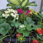 Conheça o laboratório que impulsiona a fruticultura paulista 10 Morango