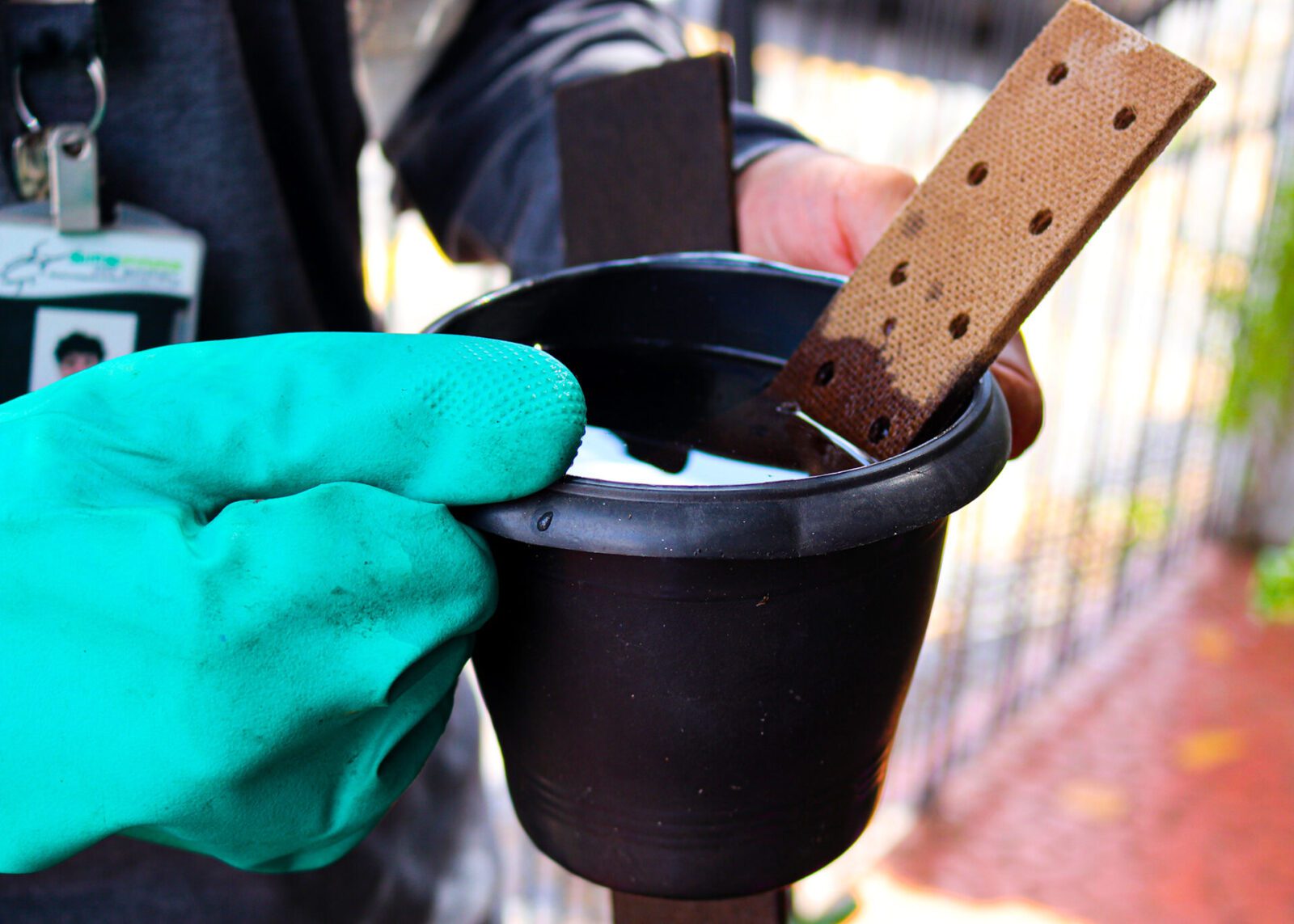 ovitrampas dengue 05 imprensa scaled