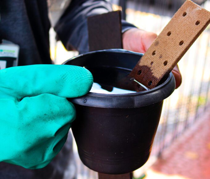 ovitrampas dengue 05 imprensa scaled