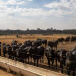 50376409467 849e170a4d o 0