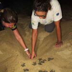 Nascimento de 86 filhotes de tartaruga marinha mobiliza Instituto Argonauta na Praia do Pauba em Sao Sebastiao 2