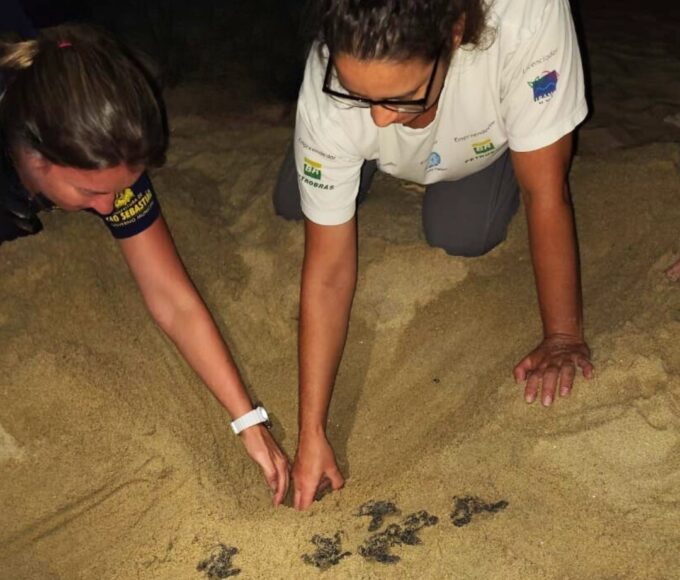 Nascimento de 86 filhotes de tartaruga marinha mobiliza Instituto Argonauta na Praia do Pauba em Sao Sebastiao 2