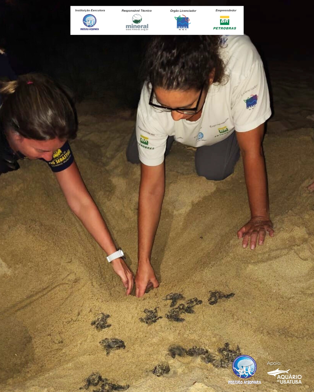 Nascimento de 86 filhotes de tartaruga-marinha mobiliza Instituto Argonauta na Praia do Paúba, em São Sebastião 5 Nascimento de 86 filhotes de tartaruga marinha mobiliza Instituto Argonauta na Praia do Pauba em Sao Sebastiao 2
