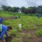 Prefeitura realiza plantio e manutencao em espacos publicos e areas verdes 5