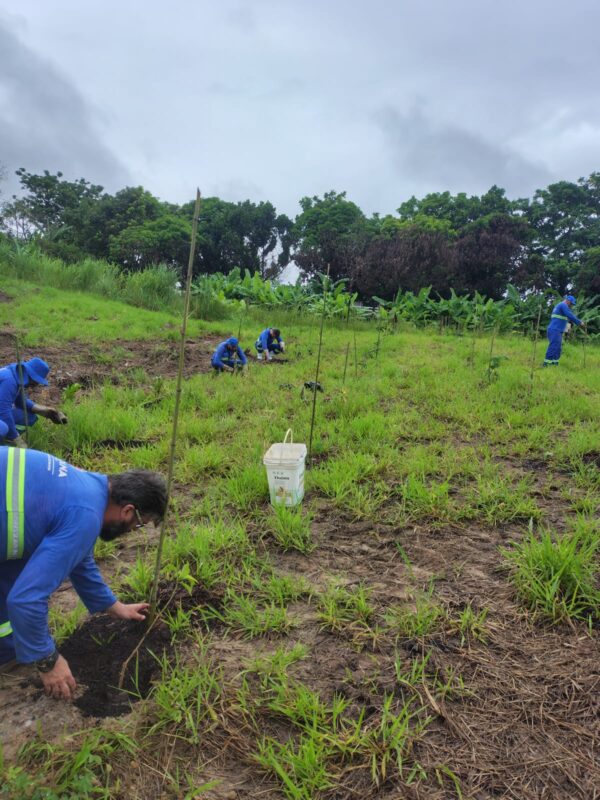 Prefeitura realiza plantio e manutencao em espacos publicos e areas verdes 5