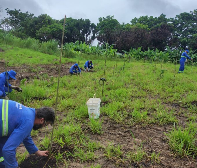 Prefeitura realiza plantio e manutencao em espacos publicos e areas verdes 5