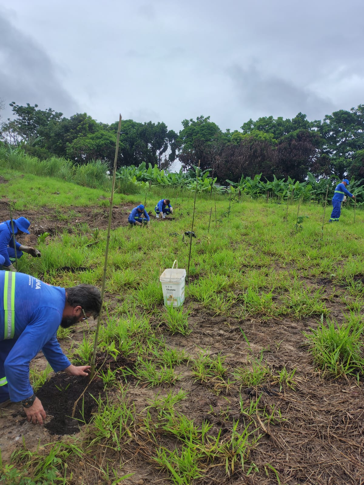 Prefeitura realiza plantio e manutencao em espacos publicos e areas verdes 5