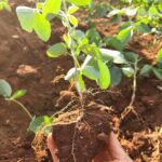 WhatsApp Image 2026 01 15 at 11.18.25