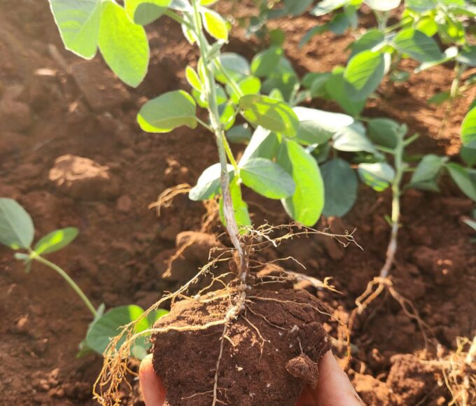 Apta Regional de Piracicaba promove Dia de Campo da Soja para debater impacto dos solos na produtividade e mitigação da seca 14 WhatsApp Image 2026 01 15 at 11.18.25