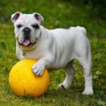 Controle de peso corporal em cães: alimentação, rotina e escolhas conscientes 11 alainaudet english bulldog