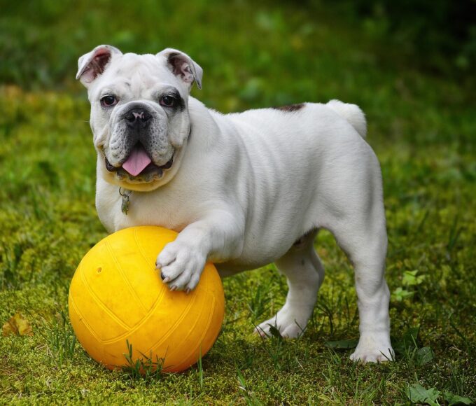 alainaudet english bulldog