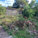 Prefeitura de Americana descarta galhos e danifica mudas de plantio voluntário no bairro Conserva 12 arvores cortadas 2