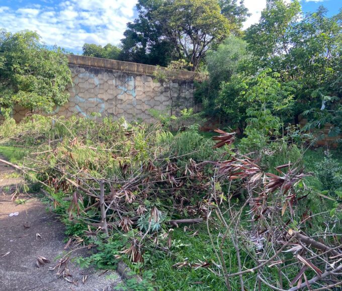 Prefeitura de Americana descarta galhos e danifica mudas de plantio voluntário no bairro Conserva 14 arvores cortadas 2
