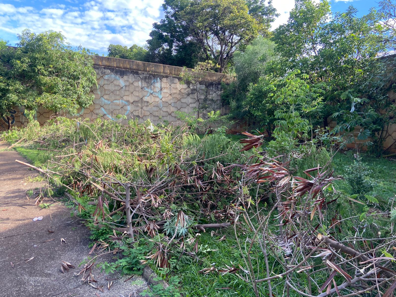 Prefeitura de Americana descarta galhos e danifica mudas de plantio voluntário no bairro Conserva 5 arvores cortadas 2