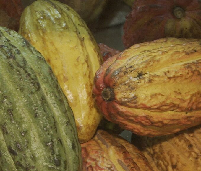 Governo suspende importação de cacau da Costa do Marfim 14 cacau diversos tipos