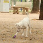 Estatuto dos Cães e Gatos prevê penas para quem maltratar animais 10 cachorros no parcao praca ayrton senna do brasil rvrsa abr 2910212709