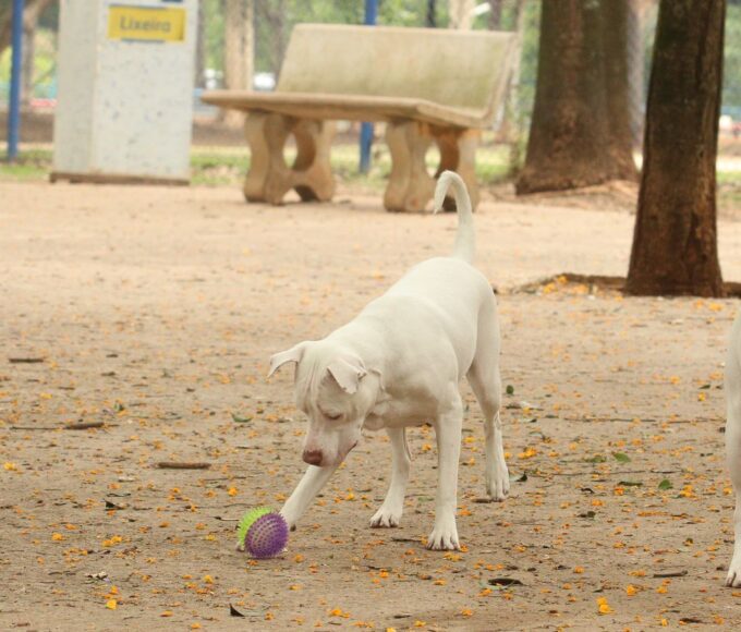 cachorros no parcao praca ayrton senna do brasil rvrsa abr 2910212709