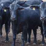 CMN reduz juros de financiamentos a cooperativas rurais pelo Pronaf 12 50376409862 a1c74f6e38 o 0