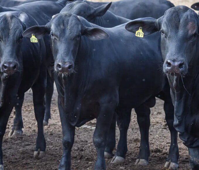 CMN reduz juros de financiamentos a cooperativas rurais pelo Pronaf 14 50376409862 a1c74f6e38 o 0