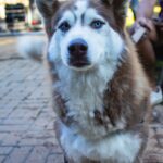 3ª Cãominhada Solidária de Capivari reúne cerca de 100 participantes no Parque Ecológico ‘Murilo Ferreira Carnicelli’ 11 WhatsApp Image 2026 03 30 at 16.41.04