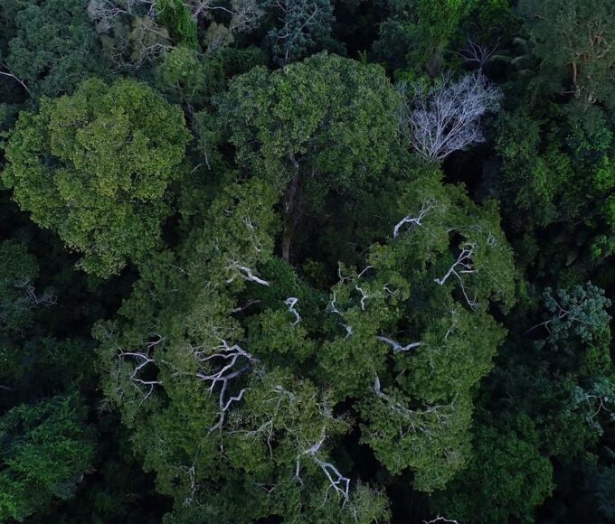 Previdência e BNDES querem incluir ESG na gestão de fundos de pensão 14 floresta amazonica vista de cima