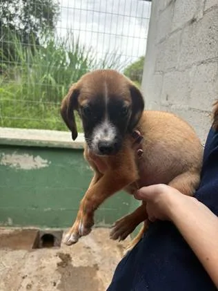 Nova edição do Adote um Pet acontece sábado, no Tivoli, com cinco animais à espera de um novo lar 5 image 18