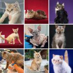 Com exposição inédita e palestras gratuitas, 1ª Mostra de Gatos de Raças acontece neste sábado no Tivoli 10 image 2