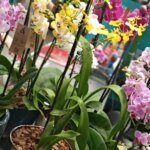 1a Mostra de Orquideas Cobasi Tivoli Divulgacao 6