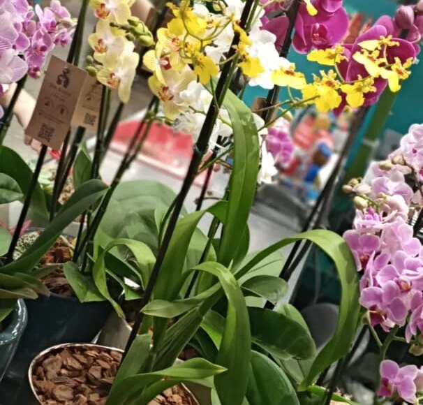 1ª Mostra de Orquídeas Cobasi acontece a partir de sexta-feira no Tivoli 15 1a Mostra de Orquideas Cobasi Tivoli Divulgacao 6