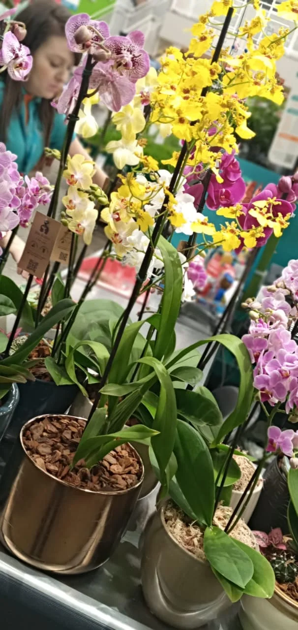 1a Mostra de Orquideas Cobasi Tivoli Divulgacao 6