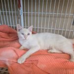 Gatinhos ONG Viralatinhas 3