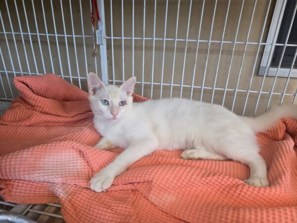 Gatinhos ONG Viralatinhas 3