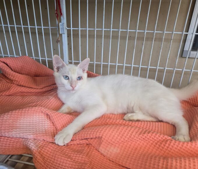 Sumaré - ONG Viralatinhas arrecada doações para 14 Gatinhos ONG Viralatinhas 3