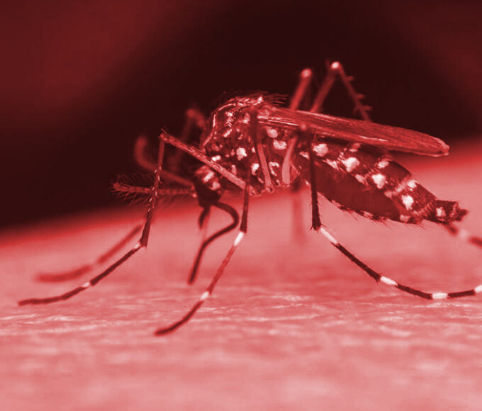 dengue