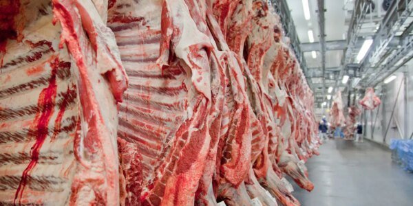 carne2