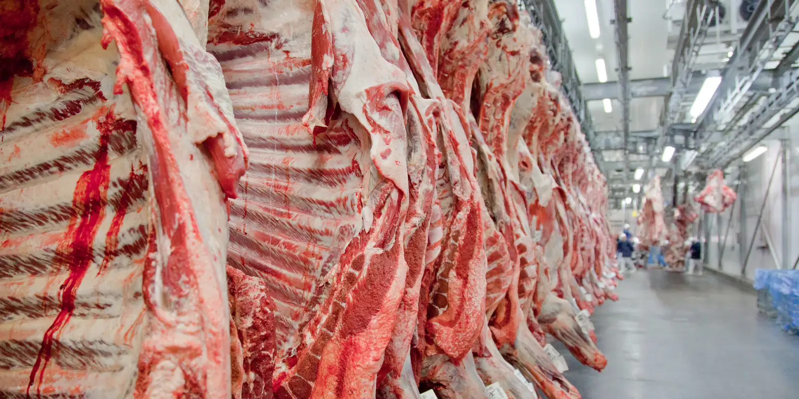 carne2