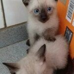 Tivoli tem nova edição do Adote um Pet neste sábado com quatro gatinhos e quatro cães esperando uma nova família 11 1781299182 image 5