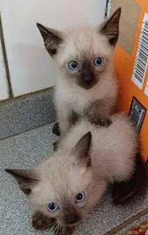 Tivoli tem nova edição do Adote um Pet neste sábado com quatro gatinhos e quatro cães esperando uma nova família 14 1781299182 image 5