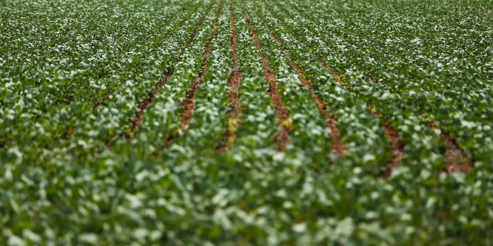 Entenda impasse entre bancada do agro e governo sobre dívidas rurais 5 1057809 ebc 07.12.2016 3002 07.12.16