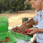 Finep vai pagar R$ 220 milhões para inovações em agricultura familiar 10 1089301 vcapto abr 2408172785 1