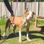 Pit bull passa por reabilitação e está disponível para adoção no CCZ 10 Tulio 2