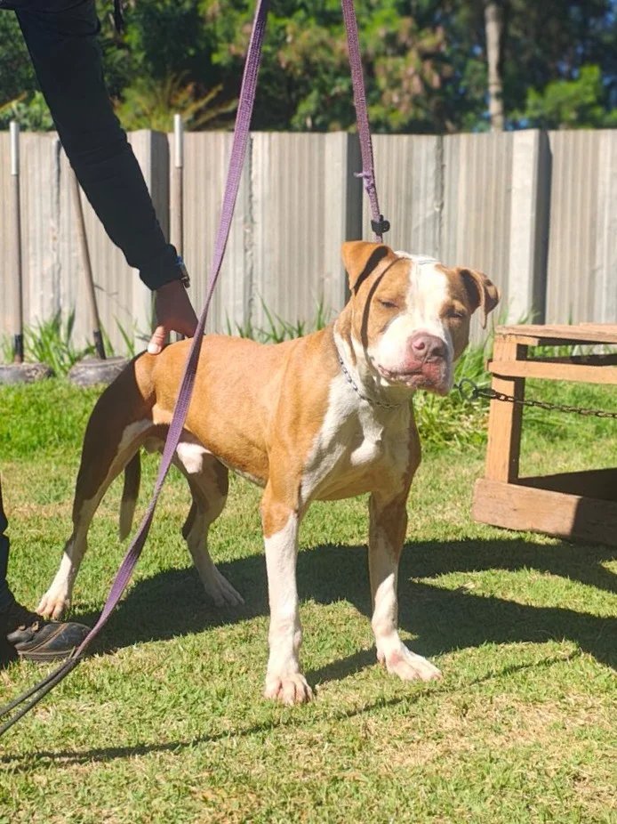 Pit bull passa por reabilitação e está disponível para adoção no CCZ 5 Tulio 2