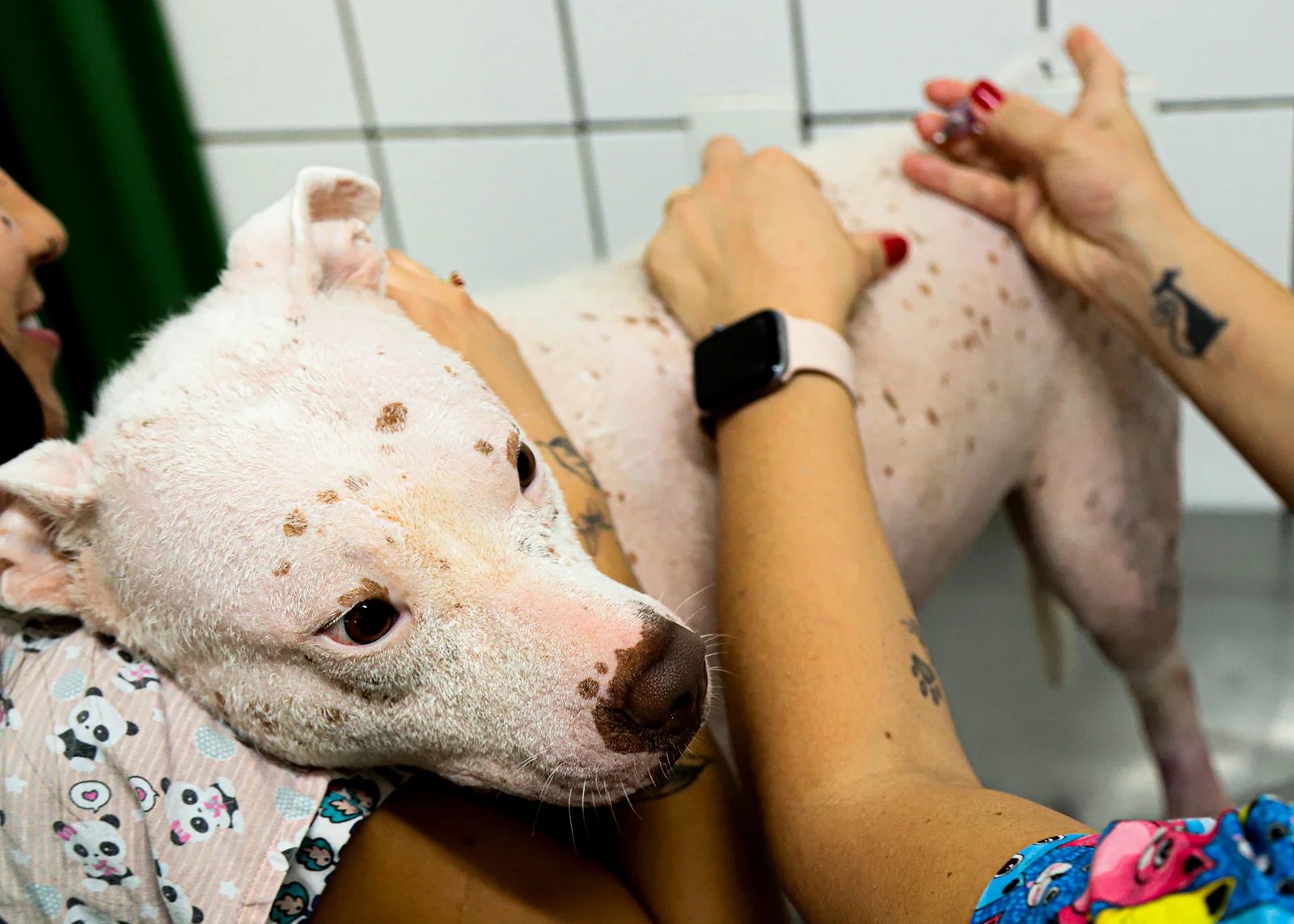 Vacinação antirrábica continua disponível durante todo o ano em Santa Bárbara d'Oeste; 355 animais já foram imunizados em 2026 5 Vacinacao antirrabica
