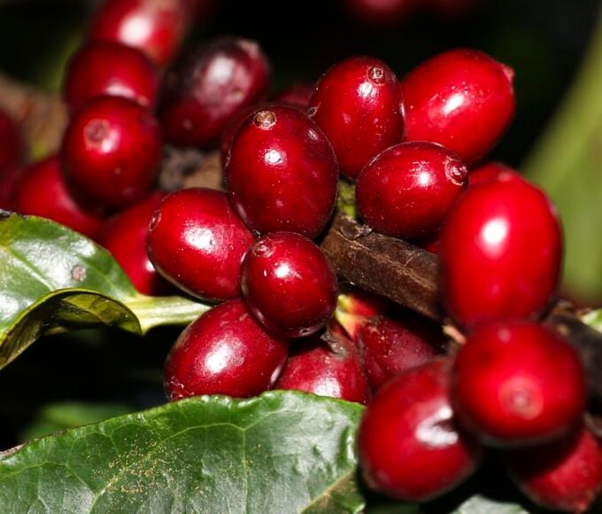 Aeronaves, óleo, café e carne estão fora do tarifaço imposto pelos EUA 14 vac abr 10061916769
