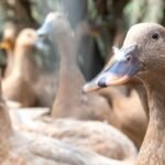 vecteezy the large group of healthy brown ducks in a domestic farm 22340663