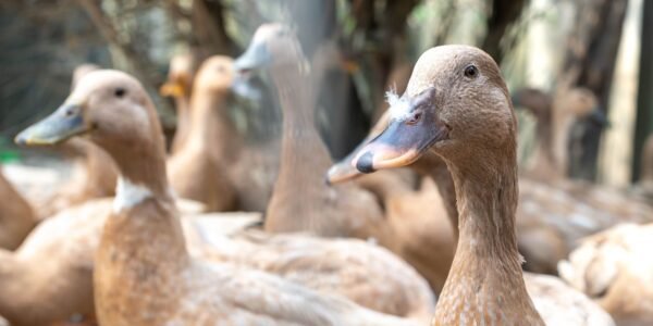 vecteezy the large group of healthy brown ducks in a domestic farm 22340663