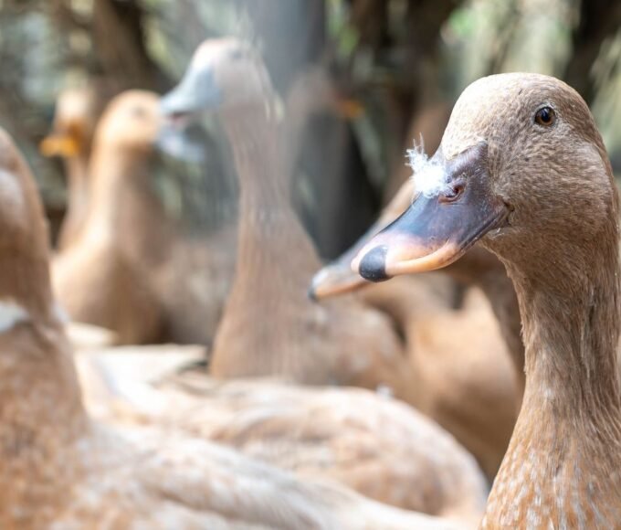 Entidades defendem projeto que proíbe alimentação forçada de animais 12 vecteezy the large group of healthy brown ducks in a domestic farm 22340663